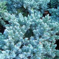 Можжевельник чешуйчатый Блю Стар (Juniperus squamata Blue Star), H20-30; C3